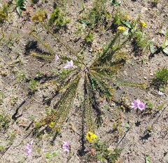 Gnidia juniperifolia