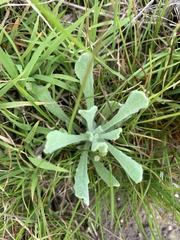 Helichrysum luteoalbum