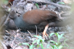 Megapodius reinwardt