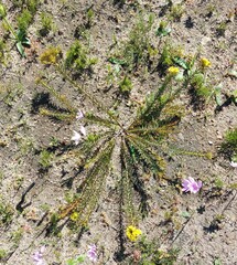 Gnidia juniperifolia