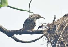 Campylorhynchus zonatus