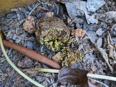Pisolithus arhizus
