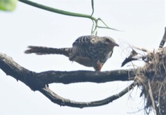 Campylorhynchus zonatus