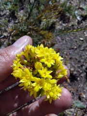 Gnidia juniperifolia