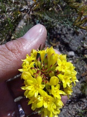 Gnidia juniperifolia