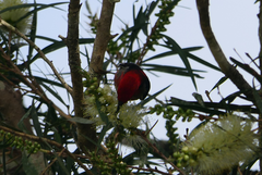 Myzomela sanguinolenta