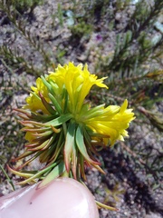 Gnidia juniperifolia