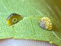 Caryomyia glebosa