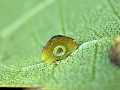 Caryomyia glebosa