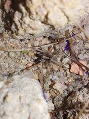 Pardosa crassipalpis
