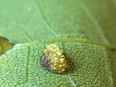 Caryomyia glebosa