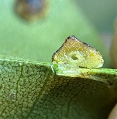 Caryomyia glebosa