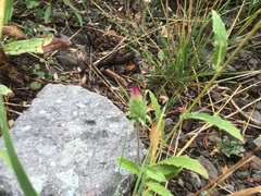 Cirsium andersonii