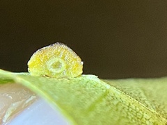 Caryomyia glebosa
