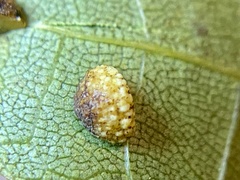 Caryomyia glebosa