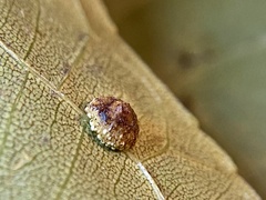 Caryomyia glebosa