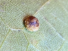 Caryomyia glebosa