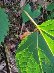 Toxonevra superba