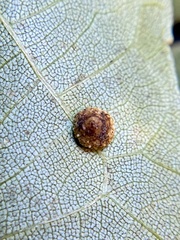 Caryomyia glebosa