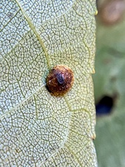 Caryomyia glebosa