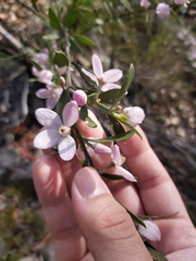 Eriostemon australasius