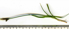 Carex pilulifera
