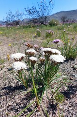 Corymbium villosum