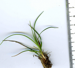 Carex pilulifera