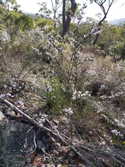 Eriostemon australasius
