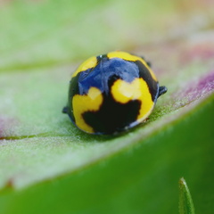 Illeis galbula