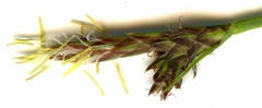 Carex pilulifera