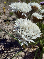 Corymbium villosum