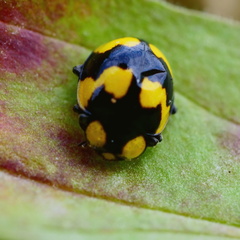 Illeis galbula