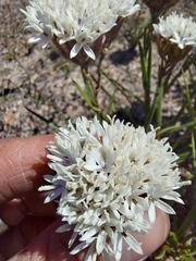 Corymbium villosum