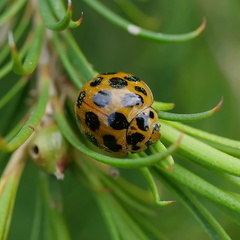 Harmonia conformis