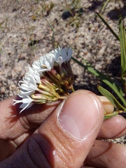 Corymbium villosum