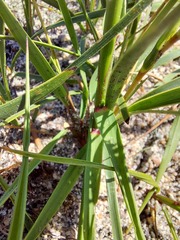 Corymbium villosum