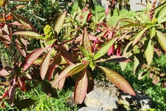 Phytolacca octandra