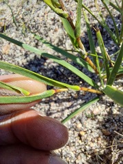 Corymbium villosum
