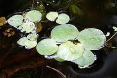 Limnobium laevigatum