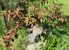 Phytolacca octandra