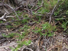 Chloanthes stoechadis