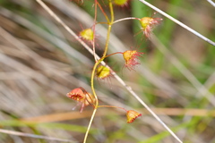 Drosera planchonii