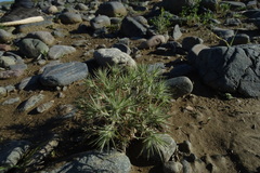 Ceratocarpus arenarius