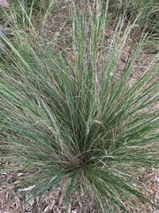 Poa labillardierei