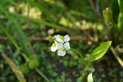 Sagittaria trifolia