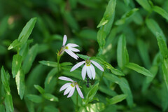 Lobelia chinensis
