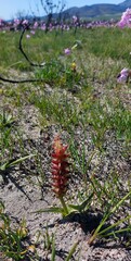 Lachenalia lutea