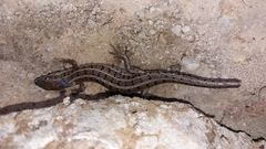 Trachylepis capensis