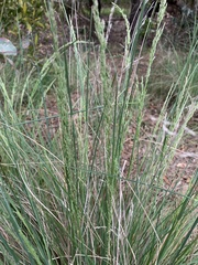 Poa labillardierei